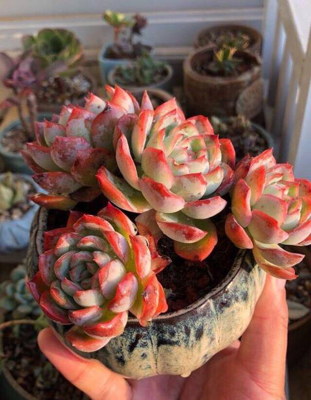 这5种多肉植物比花都好看 养在家中贵气十足 品种