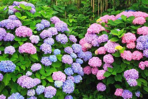 6月养绣球花 做好3点是关键 花苞窜满枝 开出层叠群花 开花