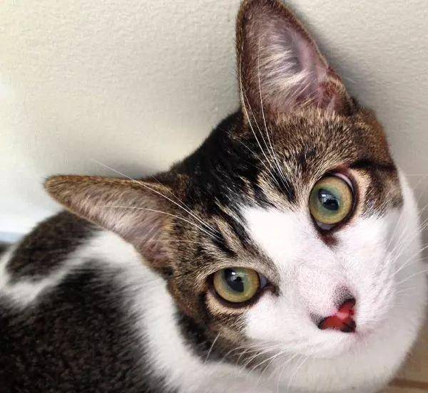 猫咪怎么才能变得胆子大 67cd769a914b4e0aa0fb68d6ddfbe15c.jpeg