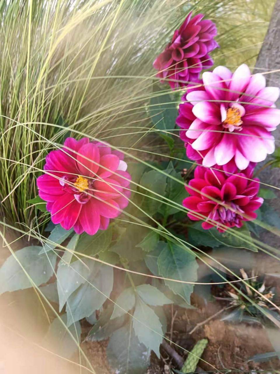 乡村 草木春秋 中篇 那些树那些花 油菜花