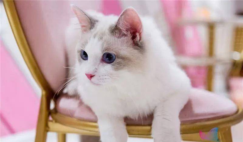 世界上最大的猫是什么猫有多大 ca45182dd91e4bc4b6d73d421851a51b.jpeg