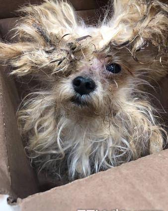 小欧|桃园妈带孩子弃养9年狗 美容师叹:它很亲人