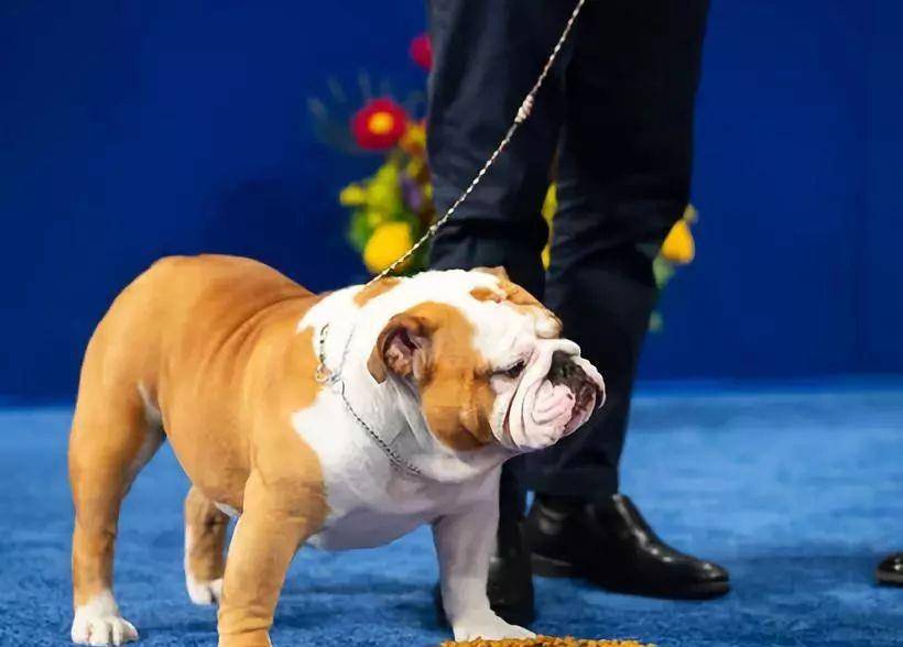 一波冠军犬来啦 认识一下今年感恩节犬展比赛杰出的狗狗们 八百方网上药店 药店网 网上买药 正品药房网 药全低价 正品保险 药监认证 保密配送