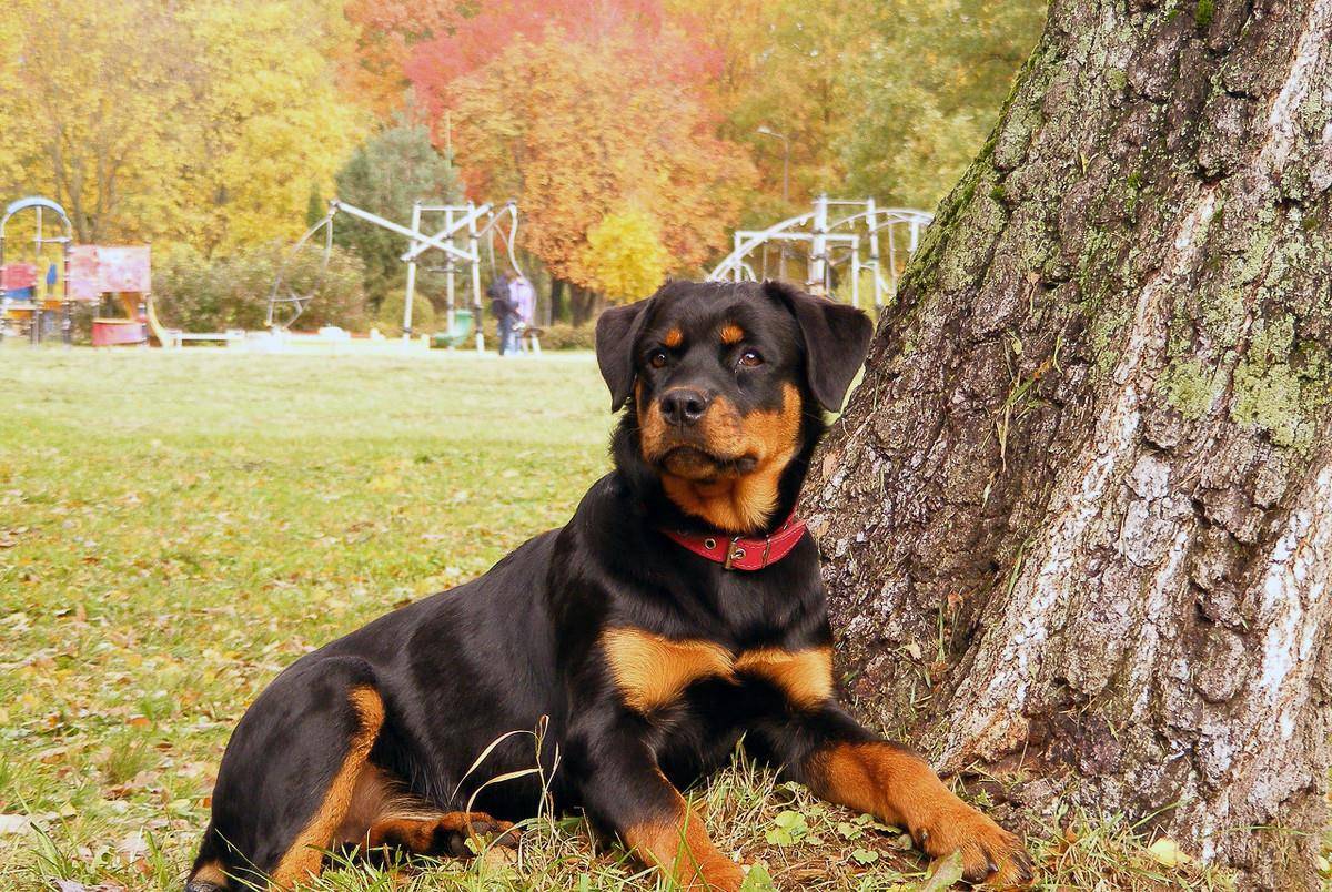 罗威纳排名_罗威纳幼犬(2)