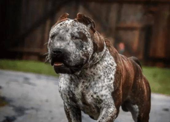 美国的新犬种 神兽子弹头 见过吗 一种饱受世界争议的猛犬 狗狗