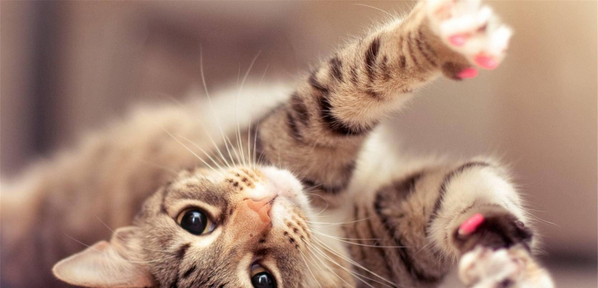 狗和猫哪个睡觉时间长 158aad5941884bc284e5260fcf9205eb.jpeg