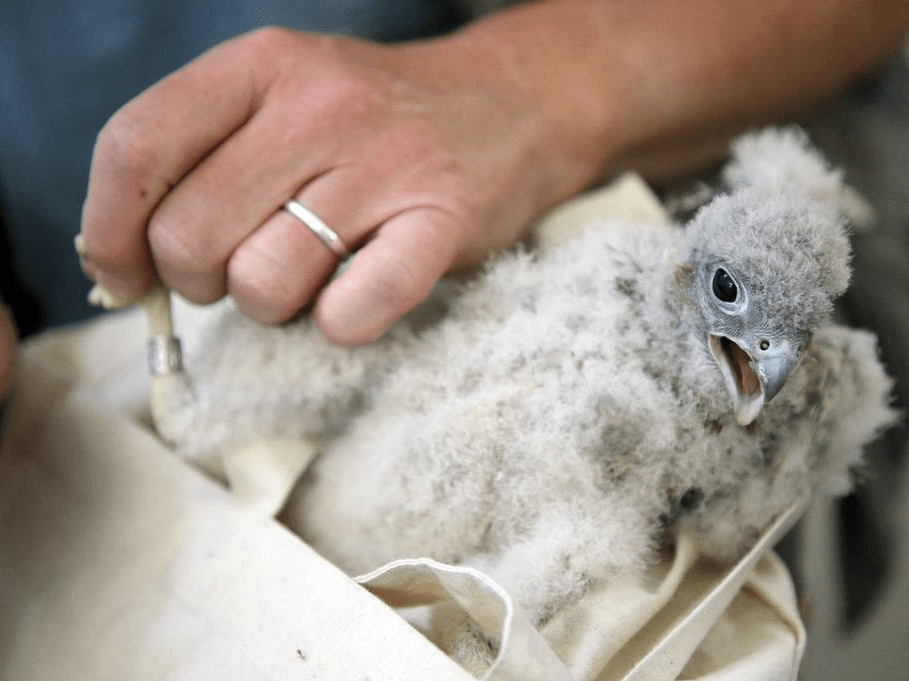 德国红隼宝宝 全身毛茸茸萌萌哒