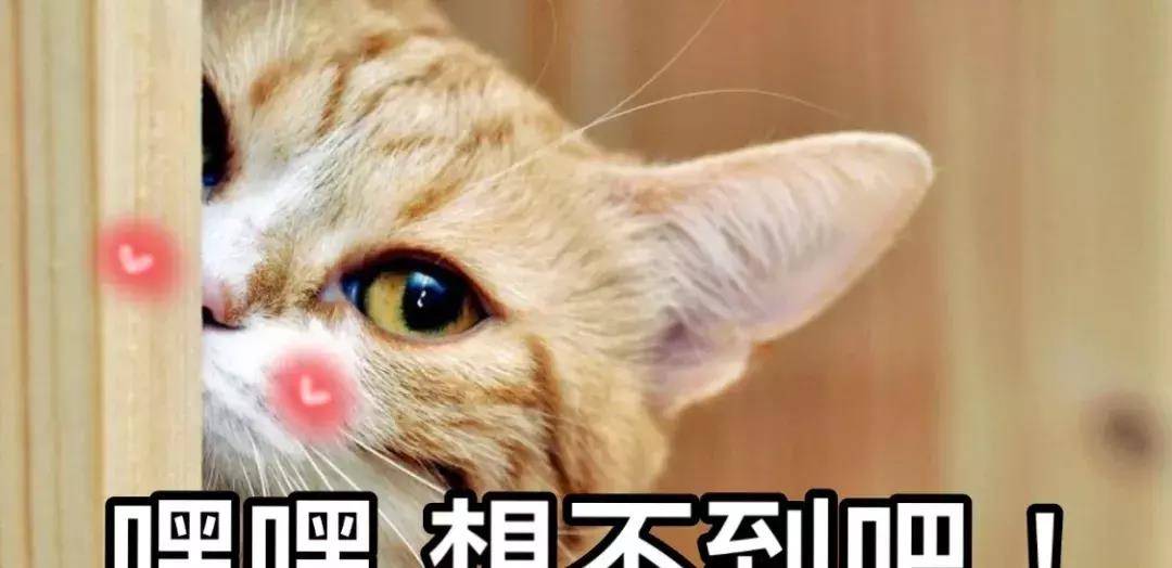怎样才能让猫咪爱上你 419f2d2f71c0400b98c250ec84e88011.jpeg