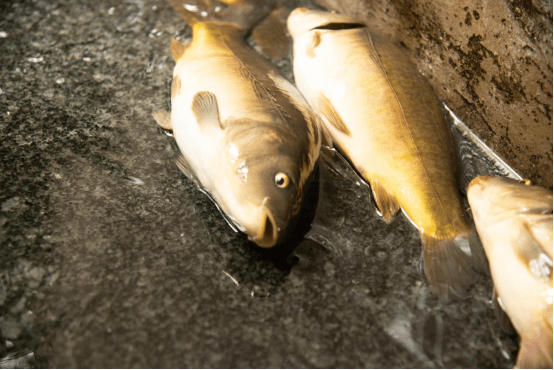 诗画禾丰品富硒好鱼