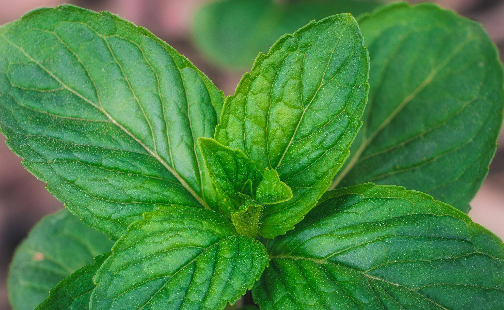 养薄荷后悔了以为是个软萌妹子结果是霸王