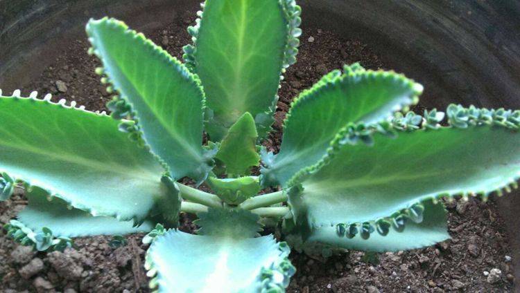 原创这花是打不死的小强怎么虐它都不在乎越随便养长得越旺