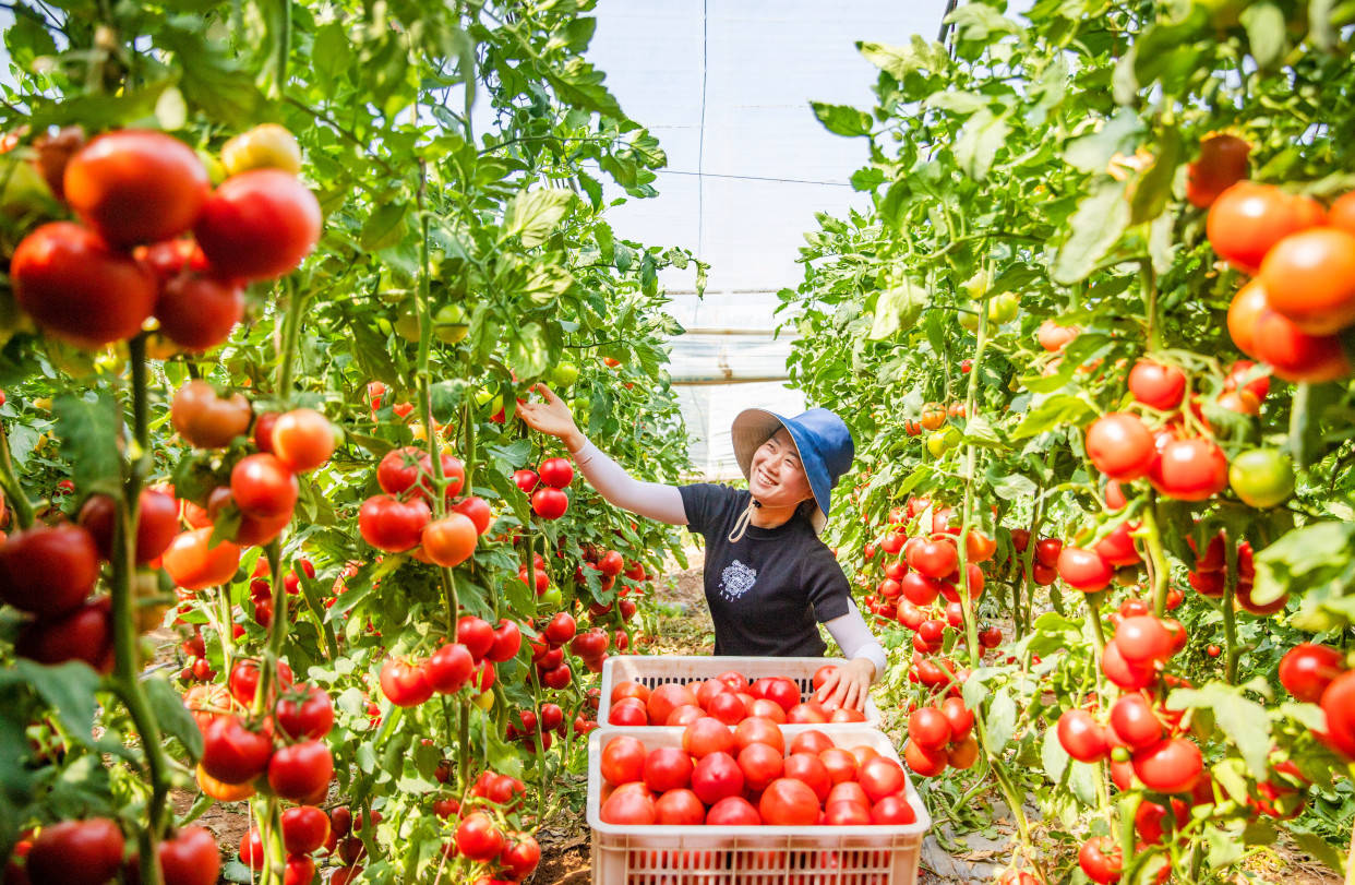 6月6日,夏县庙前镇杨村村民杨文英正在采摘西红柿.