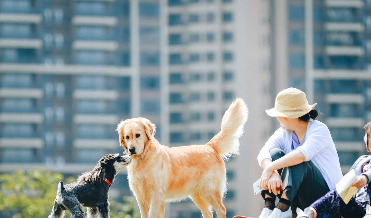 为什么有人喜欢养猫狗 95013b078ff54c2a81798edcfc746c9b.jpeg