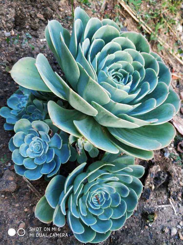 多肉种类有多少 9e567bd24d0d478fae293f0ca1a3036d.jpeg