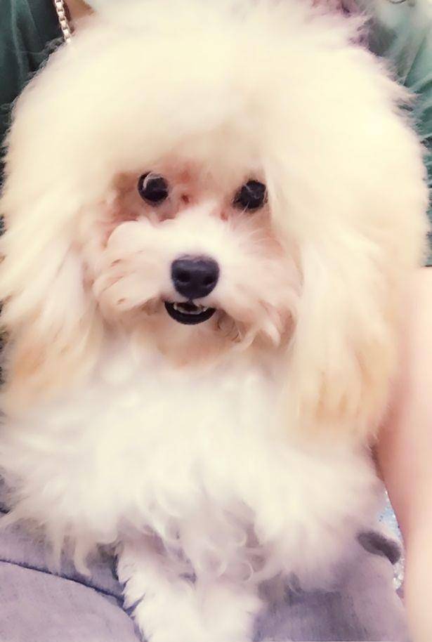 宠物男子用拖鞋打死一贵宾犬仅因其吠叫。将面临2年监禁和50万罚款！