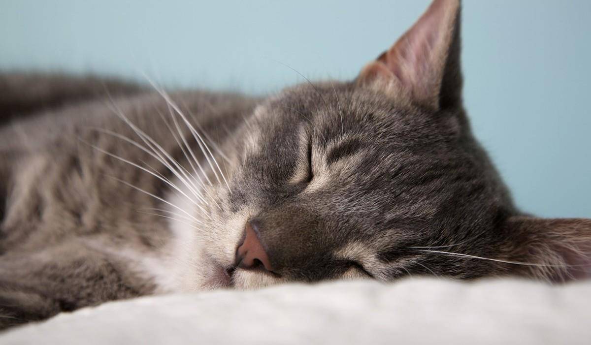 猫粉刺不是青春期猫的专利 事实上 任何年龄段的猫都可能患上 猫咪