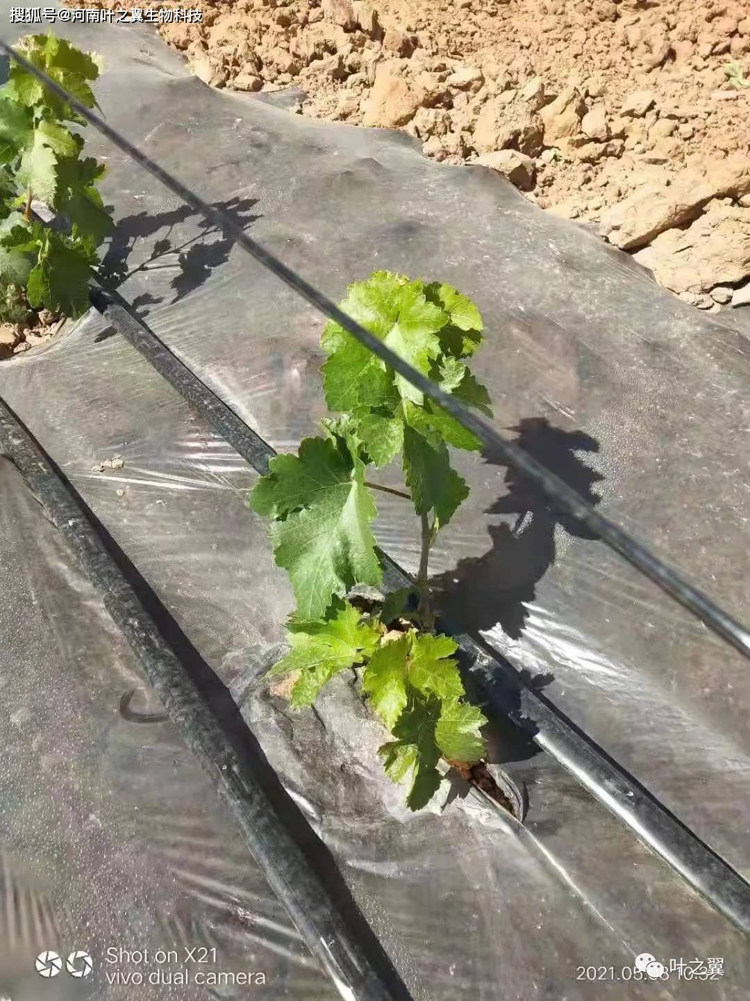 叶之翼葡萄学堂 葡萄栽植第一年如何管理 需要从肥水 病虫等方面着手 树体
