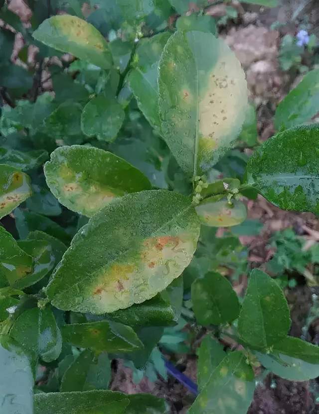 柑橘这种病害普遍被认作肥害!关键辨识点请记住,别再乱打药了