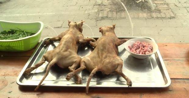 原创中国人无所不食为何很少吃猫肉仅仅是因为猫肉发酸吗