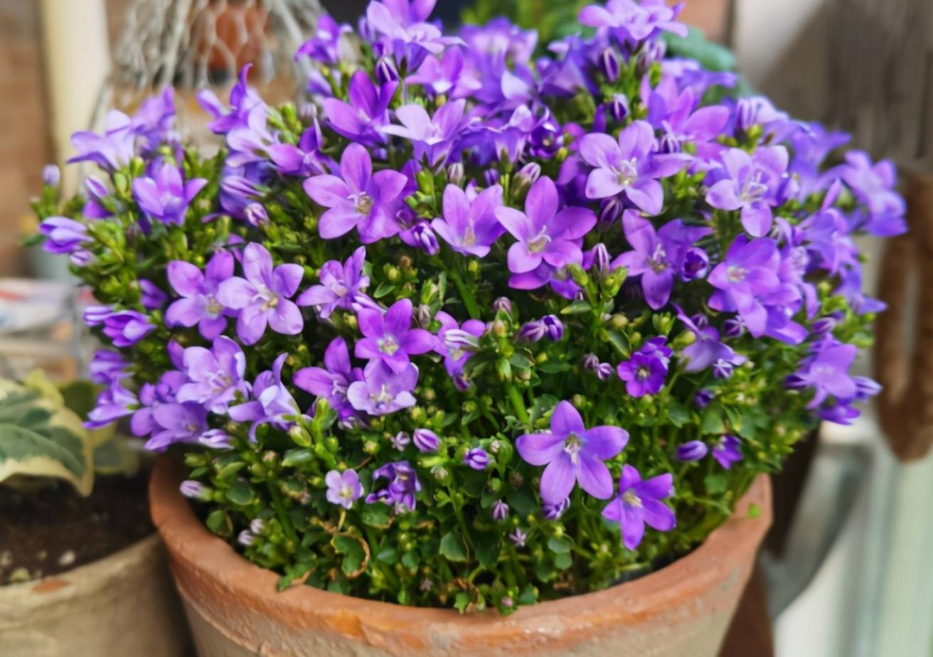 原创它名为风铃草又叫梦露花开花比叶子多美得不像话