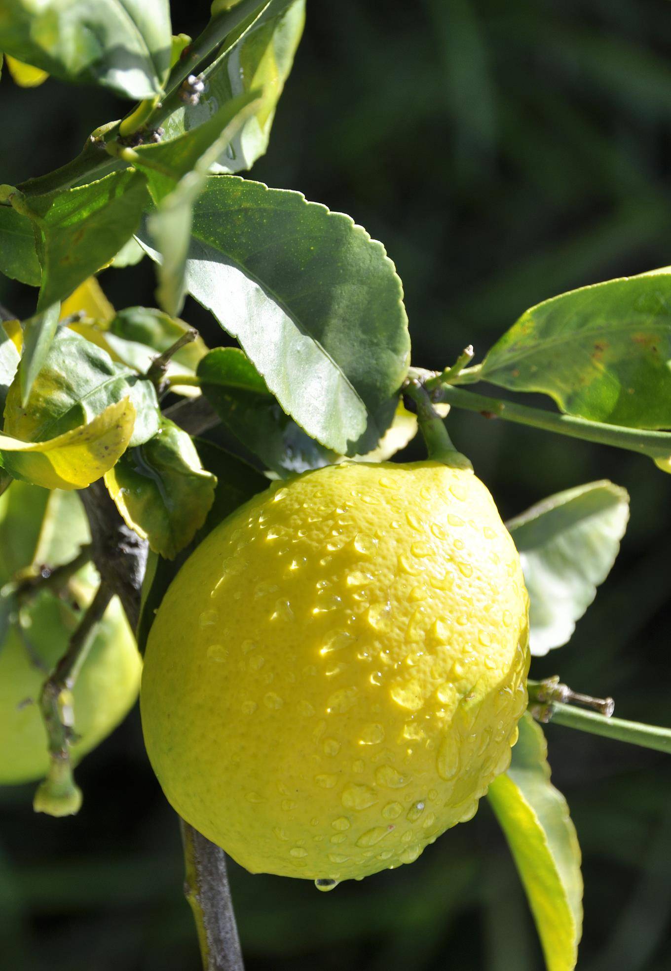 盆栽水果中的大众,小苗也能硕果累累,难怪那么多人喜欢_柠檬