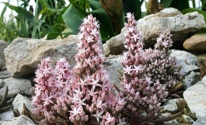 开花会死的多肉名单你家要有养看见花箭就给一刀