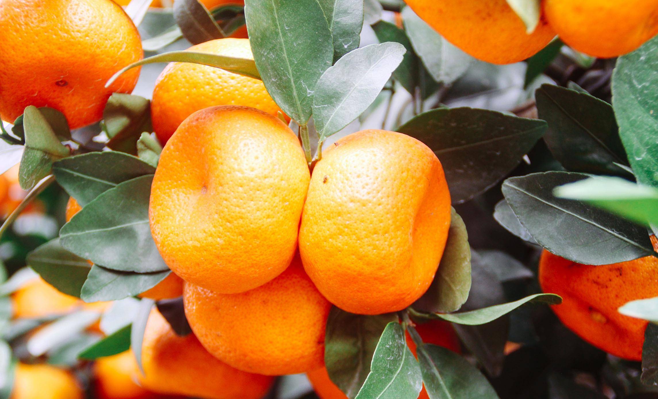 垃圾桶边看到4种花,赶紧捡回家,一个月就能大变样_桔子