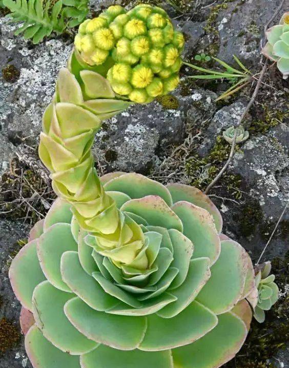 开花会死的多肉名单你家要有养看见花箭就给一刀