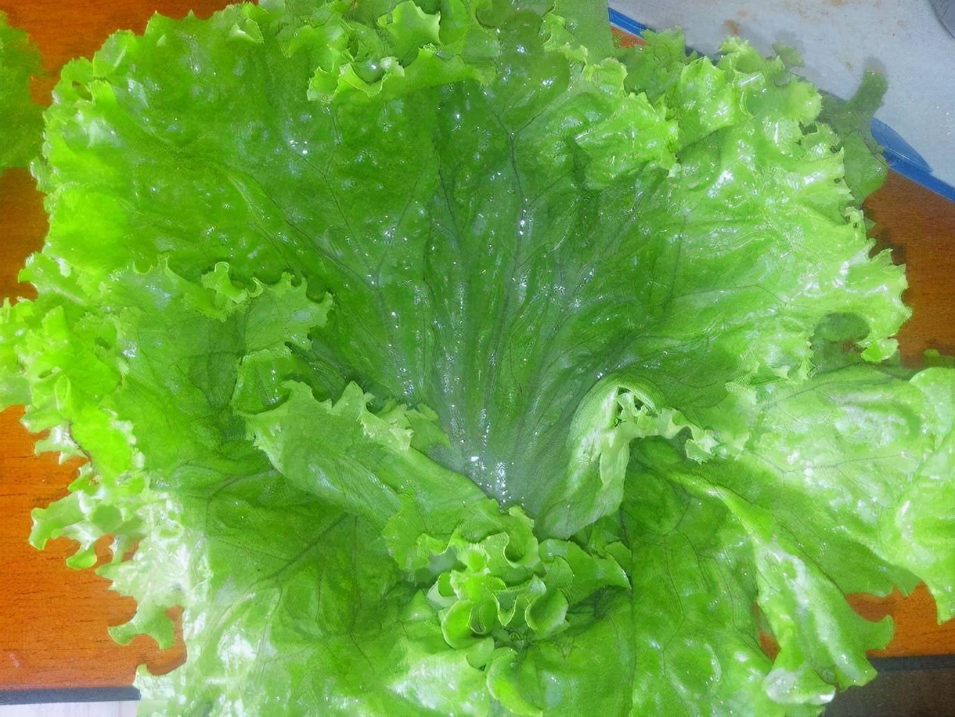 生菜，又叫做雞窩菜 熱愛美食 第6张