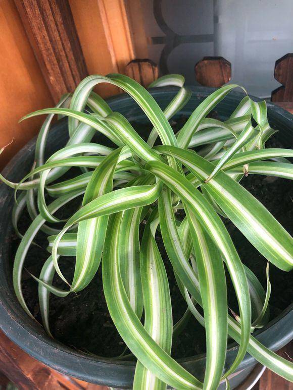 原创冬季耐寒植物卷叶吊兰来一盆新手更加容易养