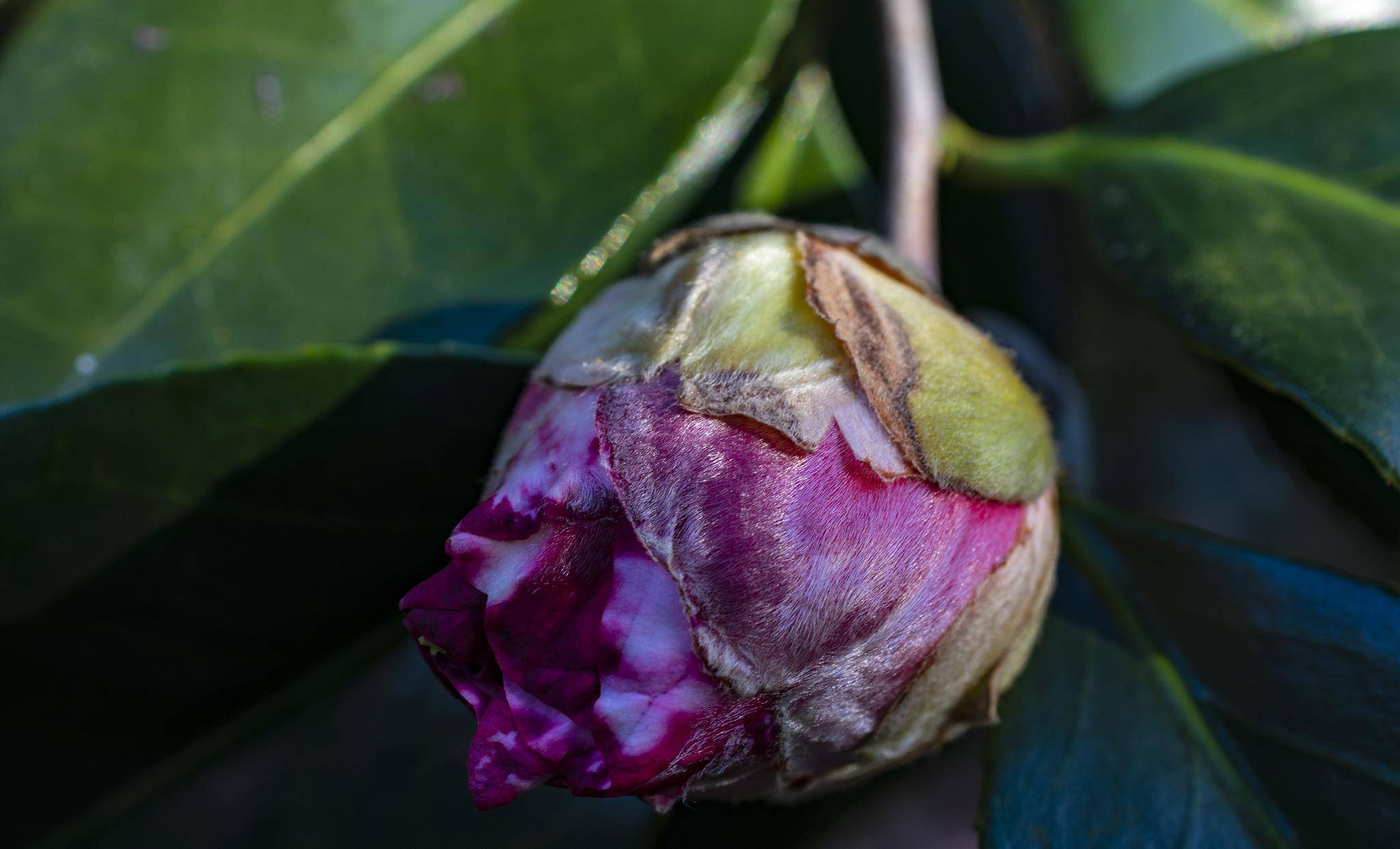 茶花一年能否长半米 看当下养功 老花匠的经验 值得借鉴 修剪