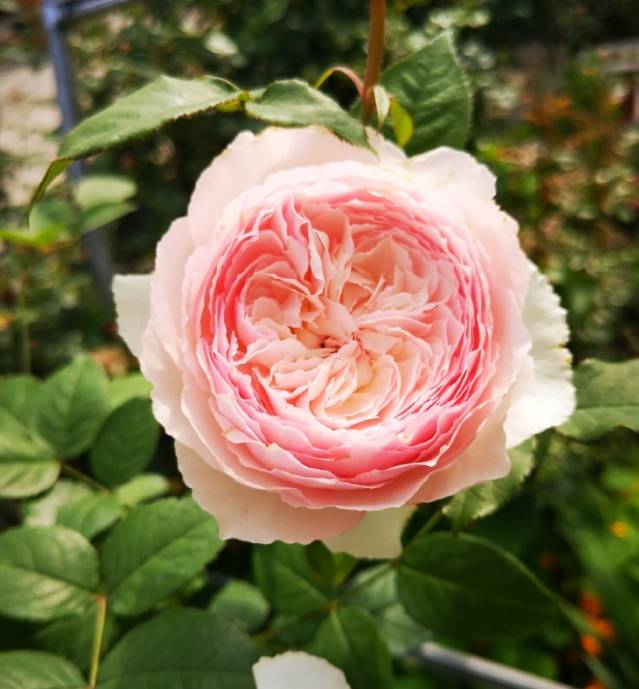 蓝妖月季花难养问题不断吗教您2招找准问题原因