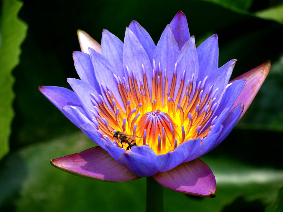 原创两年内,运势火旺"不熄"的3生肖