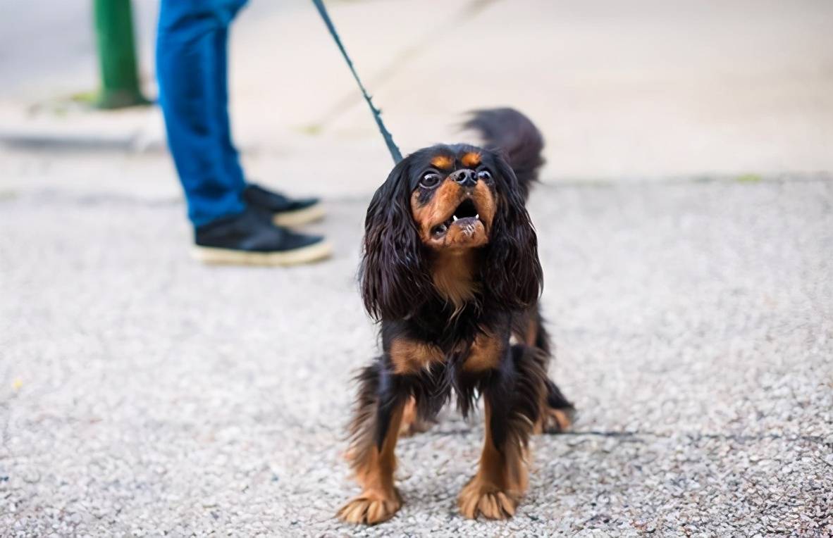 恶犬在咬人前