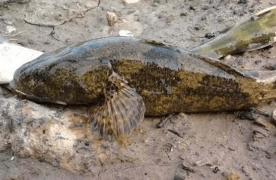 以前农村河里常见的河鲜,如今被誉为"水中人参",一斤一百多元