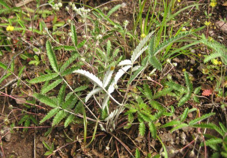 民间常见的翻白草被农民称为救命神草治糖尿病有奇效