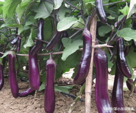 买茄子 挑直的还是弯的 牢记 这3点 让你避开 激素茄 紫皮