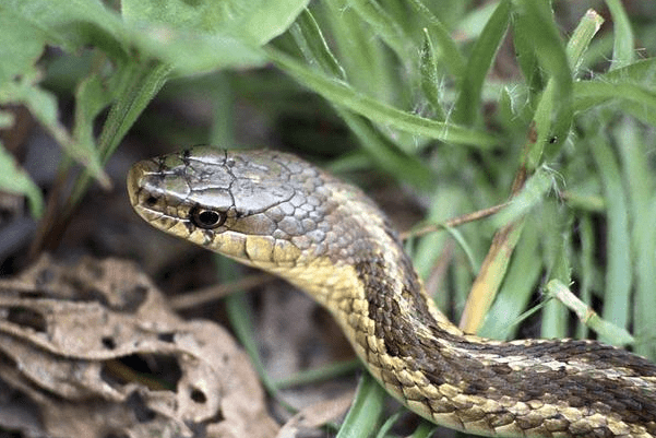 蛇是怎么生孩子的 9f1c4079bf8e430989d732adb6d24cc8.png