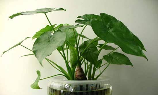龟背竹怎么水培养得旺盛漂亮 153aed4ff7a4444cb121b4466b766627.jpeg