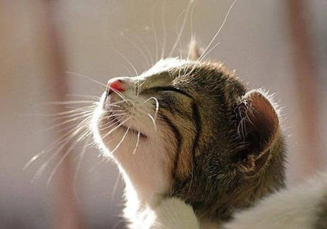 怎么画小猫的可爱眼睛 25fb692cb59b47cf9318a6fb80a80ba4.jpeg