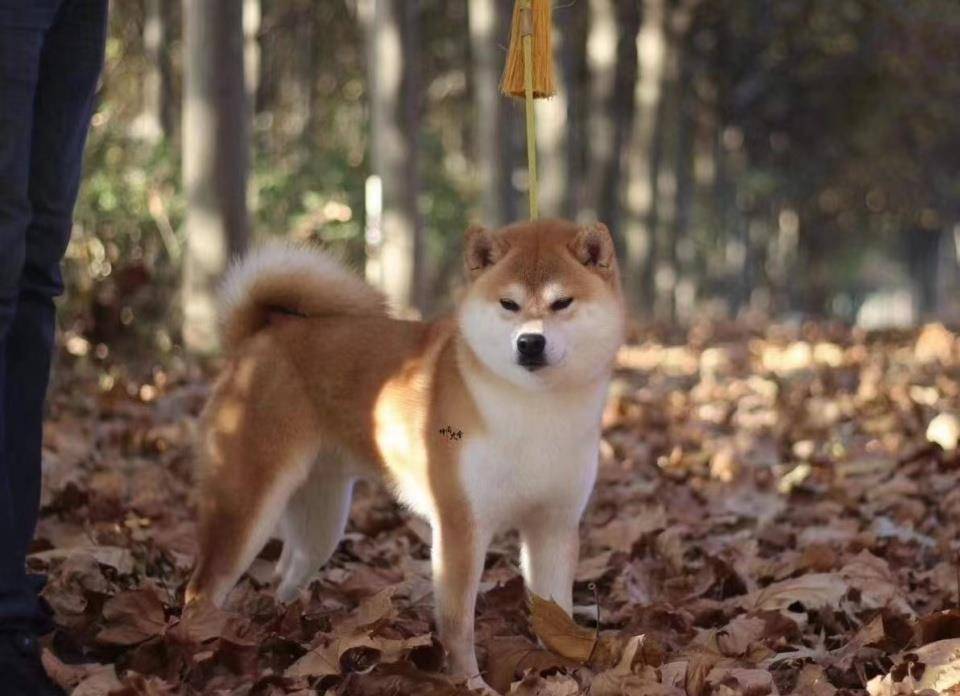 进入发情期该怎么办 柴犬繁殖能力知多少 排卵