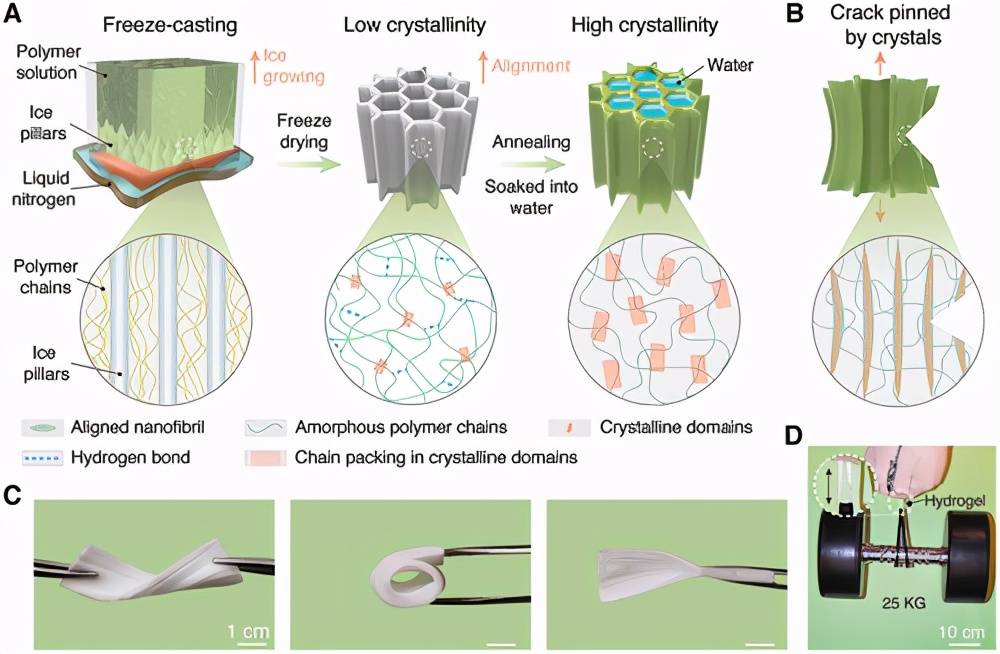 《advanced materials》南方科技大学刘吉:各向异性抗疲劳水凝胶_材料