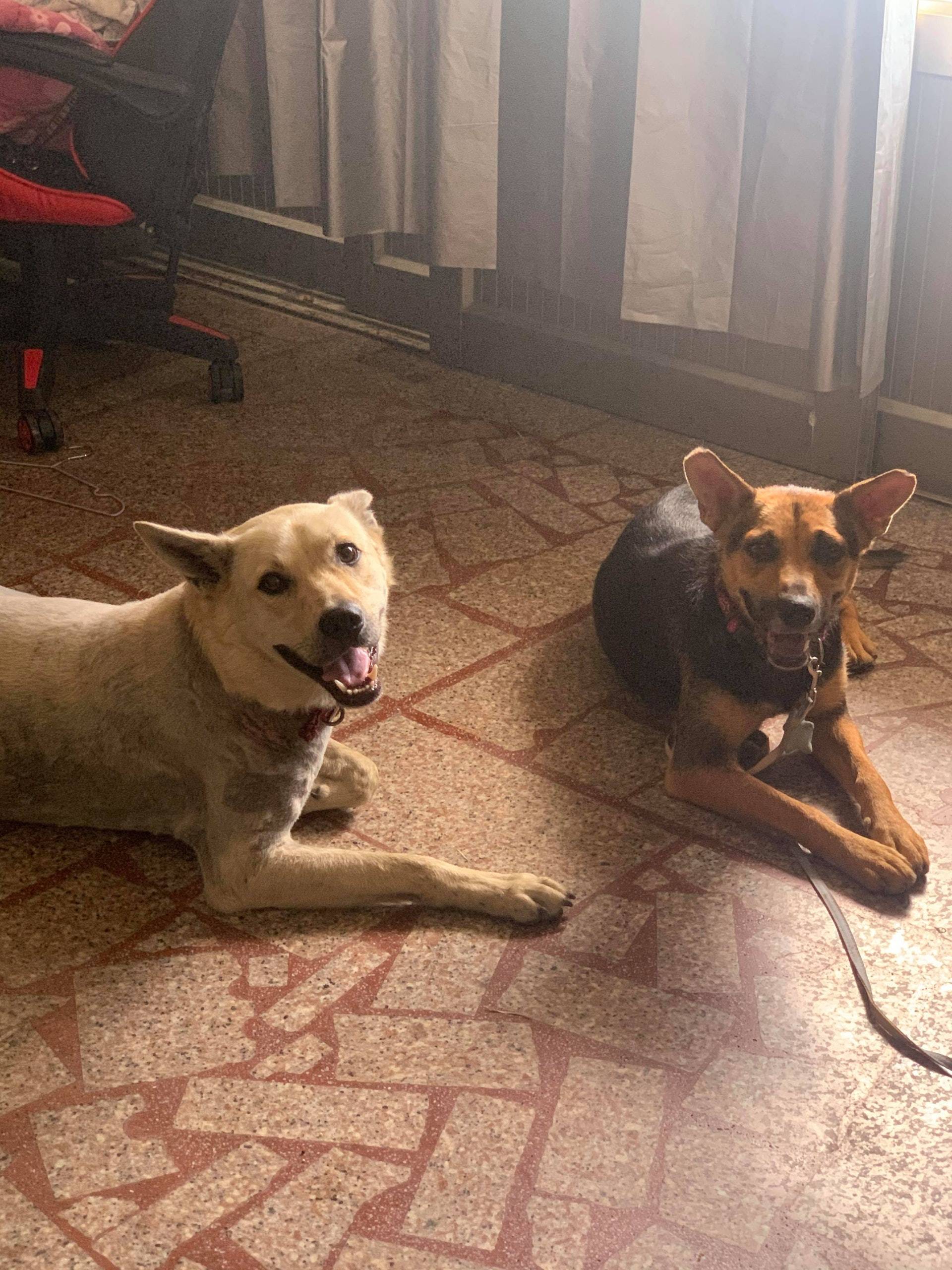 狗为啥会被多个邻居遛 2f5b2b2bb81840daa7ca6c141628f3f4.jpeg