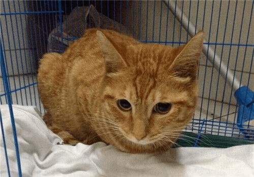 打雷猫咪躲起来了 4c0083f4bd074b5aa8d2b1faf2bd7527.png