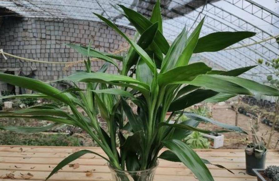 富贵竹养殖方法要点 839b505a19e442f7a5500a3060ad30ff.jpeg