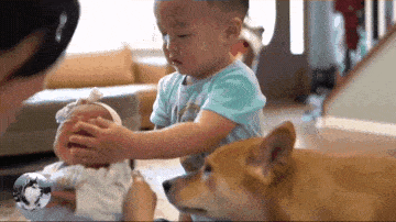 柴犬把小主人帶到2歲，女主又生了二胎，狗子都要累倒了啊 萌趣萌寵 第7张