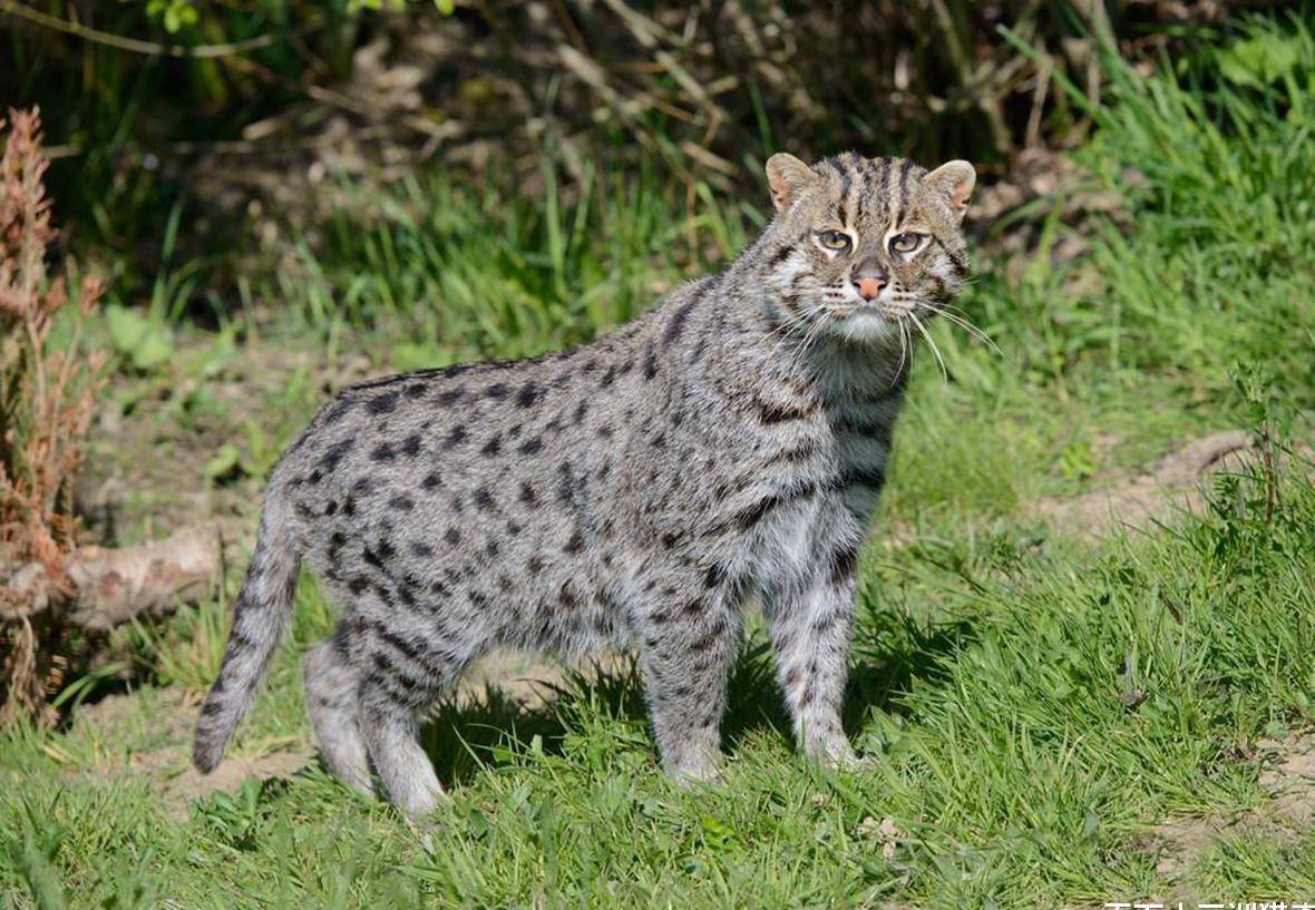 渔猫:授之以鱼,不如授之以渔,自食其力的猫族钓者,已不足百只_水面