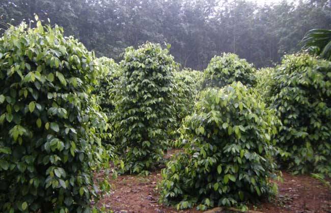 使用胡椒烘干机房内均匀流动的循环风 智能温湿控制行准确升温排湿除湿处理 栽培