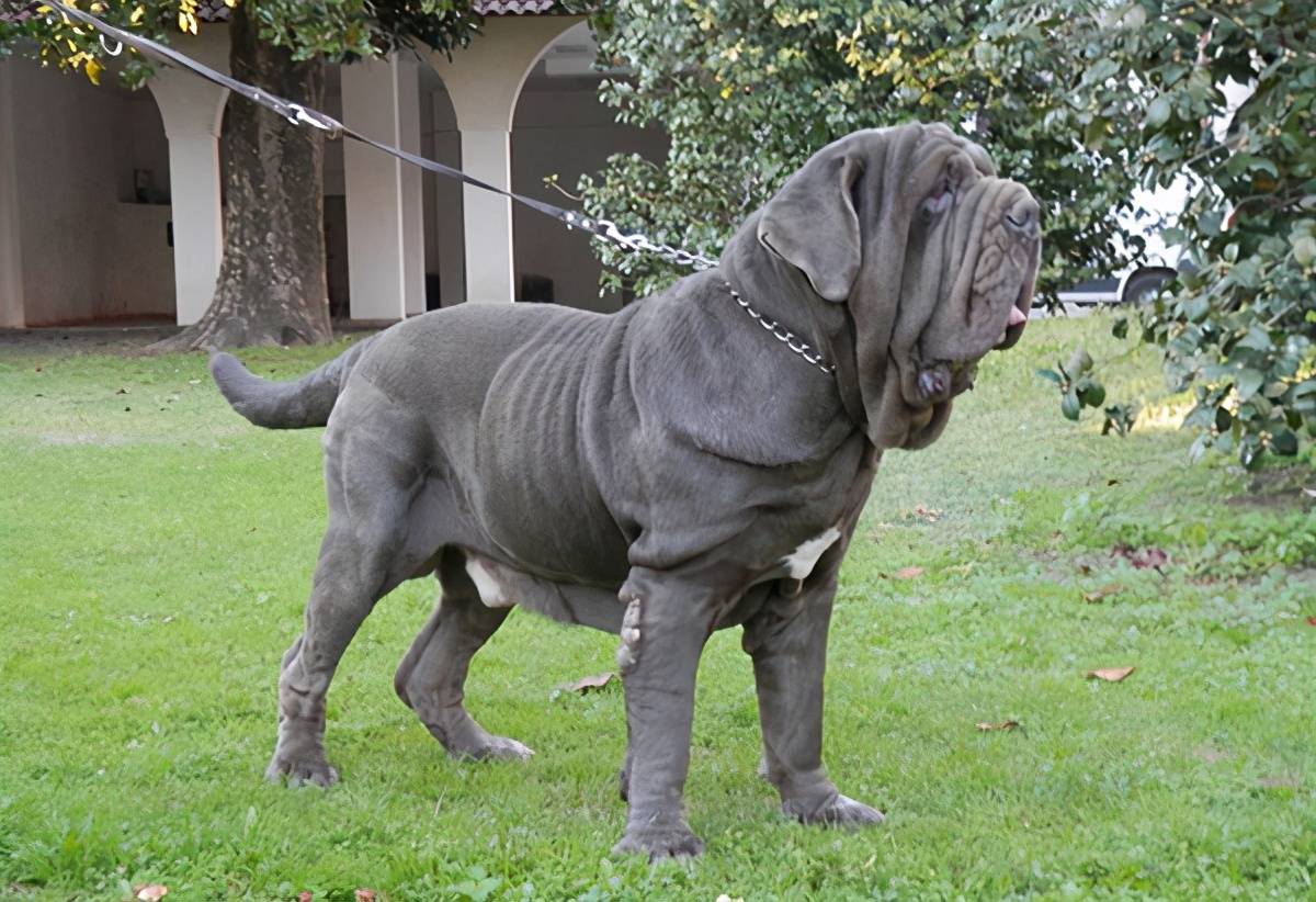 原创这几种狗已经是禁养犬了别傻傻不知道