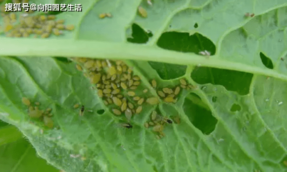 月季花招蚜虫了 草木灰撒在土里 晚上喷蚍虫啉 杀虫很管用 药剂